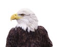 Portrait of Bald Eagle isolated on white Royalty Free Stock Photo