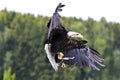 Portrait of a bald eagle lat. haliaeetus leucocephalus Royalty Free Stock Photo