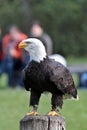 Portrait of a bald eagle lat. haliaeetus leucocephalus Royalty Free Stock Photo