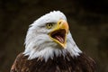 Portrait of a bald eagle lat. haliaeetus leucocephalus Royalty Free Stock Photo