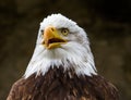 Portrait of a bald eagle lat. haliaeetus leucocephalus Royalty Free Stock Photo