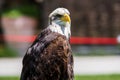 Portrait of a bald eagle lat. haliaeetus leucocephalus Royalty Free Stock Photo