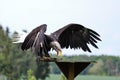 Portrait of a bald eagle lat. haliaeetus leucocephalus Royalty Free Stock Photo