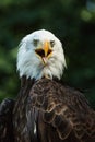 Portrait of a bald eagle (lat. haliaeetus leucocephalus) Royalty Free Stock Photo