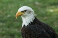 Portrait of a bald eagle (lat. haliaeetus leucocephalus) Royalty Free Stock Photo