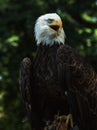 Portrait of a bald eagle (lat. haliaeetus leucocephalus) Royalty Free Stock Photo