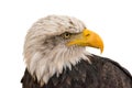 Portrait of an bald eagle side white background Royalty Free Stock Photo