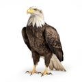 Portrait of a bald eagle turned to the left, isolated on white background Royalty Free Stock Photo