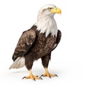 Portrait of a bald eagle turned to the right isolated on white background Royalty Free Stock Photo