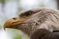 Portrait of a bald eagle wild life close-up Royalty Free Stock Photo