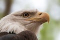 Portrait of a bald eagle wild life close-up Royalty Free Stock Photo