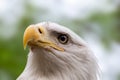 Portrait of a bald eagle wild life close-up Royalty Free Stock Photo