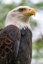 Portrait of a bald eagle wild life close-up Royalty Free Stock Photo