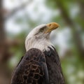 Portrait of a bald eagle wild life close-up Royalty Free Stock Photo