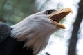 Portrait of a bald eagle wild life close-up Royalty Free Stock Photo