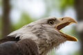 Portrait of a bald eagle wild life close-up Royalty Free Stock Photo