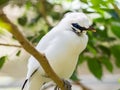 Portrait of a Bali Mynah perched on a branch