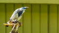 Portrait of a bali mynah starling in closeup, pure white bird, critically endangered animal specie from indonesia