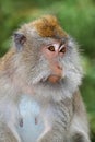 Portrait of a Balinese long-tailed monkey, Ubud, Bali, Indonesia Royalty Free Stock Photo