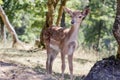 Portrait of a bambi deer Royalty Free Stock Photo