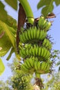 portrait banana green in the tree