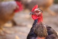 Portrait Of Banat Naked Neck Chicken Breed