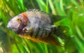 Portrait of a banded cichlid, tropical fish from the orinoco river of south America, popular aquarium pet