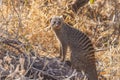 A portrait of a banded mongoose (Mungos mungo), Etosha National Park, Namibia. Royalty Free Stock Photo