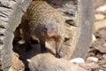 Portrait of Banded mongoose - Mungos mungo on the log Royalty Free Stock Photo