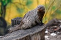 Portrait of Banded mongoose - Mungos mungo on the log Royalty Free Stock Photo