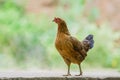 portrait of bantam chicken