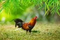 Portrait of bantam chicken on the grass, poultry