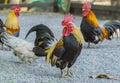 Portrait of bantam chickens