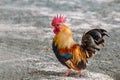 Portrait of bantam chickens