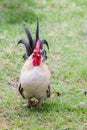 Portrait of bantam chickens, poultry