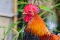 Portrait of bantam chickens, poultry