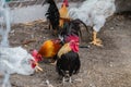 Portrait of bantam chickens, poultry