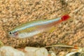 Portrait of barb fish Tanichthys albonubes in aquarium