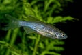 Portrait of barb fish (Danio rerio Royalty Free Stock Photo