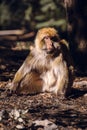 Portrait barbary macaque monkey, Ifrane, Morocco