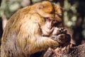 Portrait barbary macaque monkey on a stub, Ifrane, Morocco