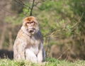 Portrait of a Barbary Macaque