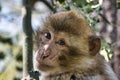 Portrait of a Barbary macaque
