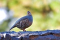 Portrait of a barbary partridge, alectoris barbara, spotted in the bottom of Masca canyon, Tenerife