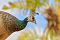 Portrait of a barbary partridge, alectoris barbara, spotted in the bottom of Masca canyon, Tenerife