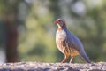 Portrait of a barbary partridge, alectoris barbara, spotted in the bottom of Masca canyon, Tenerife