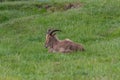 Barbary sheep ammotragus lervia Royalty Free Stock Photo