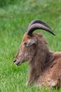 Barbary sheep ammotragus lervia Royalty Free Stock Photo