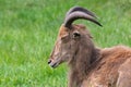 Barbary sheep ammotragus lervia Royalty Free Stock Photo