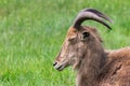 Barbary sheep ammotragus lervia Royalty Free Stock Photo